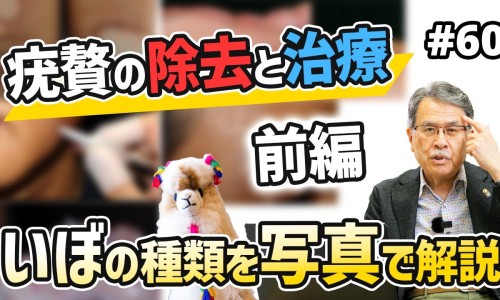 羚羊角的性味归经功效作用-羚羊角性味归经功效与作用-专业羚羊角的功能平台-羚羊角的功能